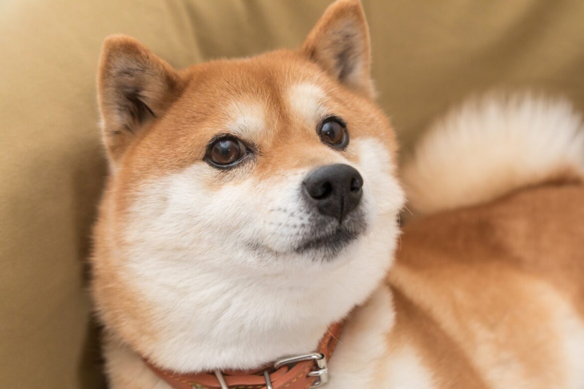 shiba-inu-dog-shib-cryptocurrency-crypto-doge-dogecoin.jpeg