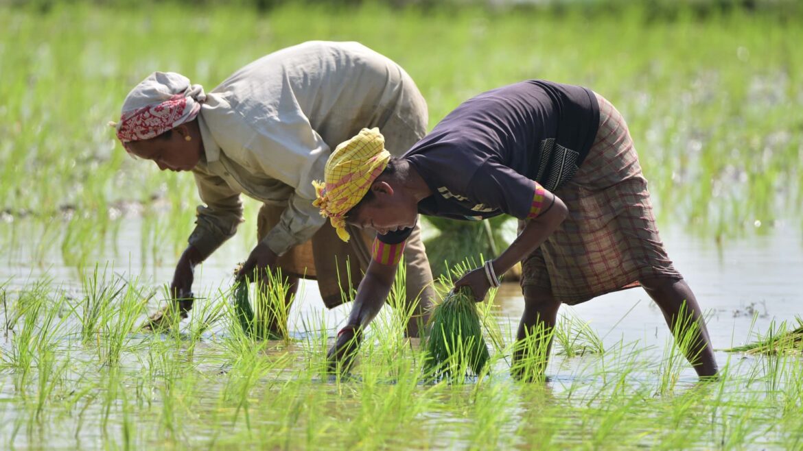 107279962-1690905799907-gettyimages-1513202449-INDIA-ASSAM-NAGAON-PADDY.jpeg