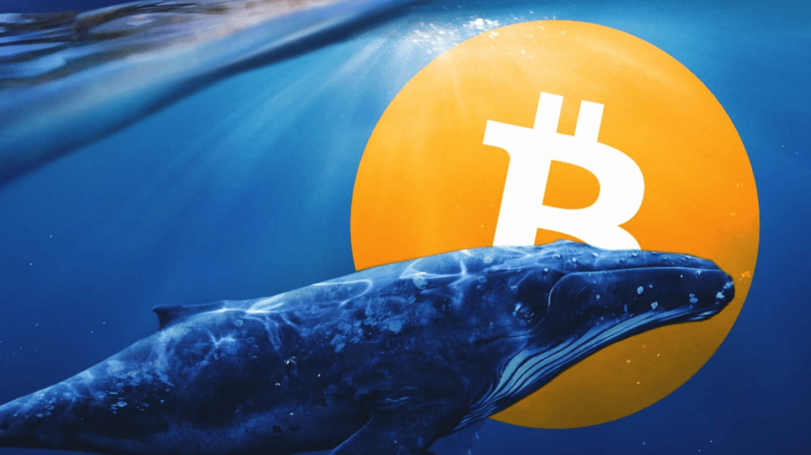 Crypto-whale-center.png