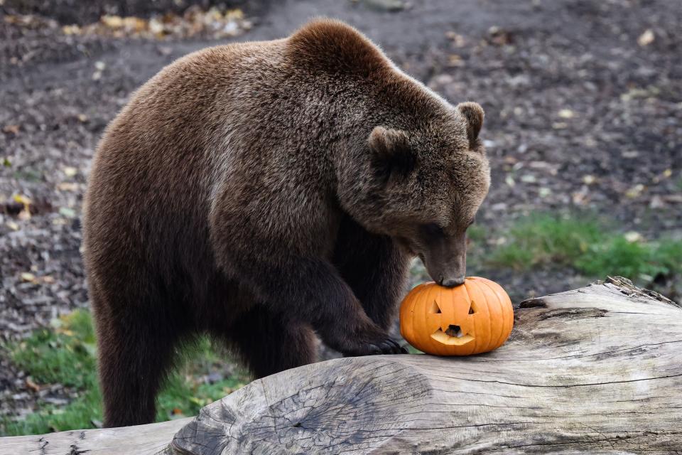 A brown bear inspects a pumpkin in its enclosure.