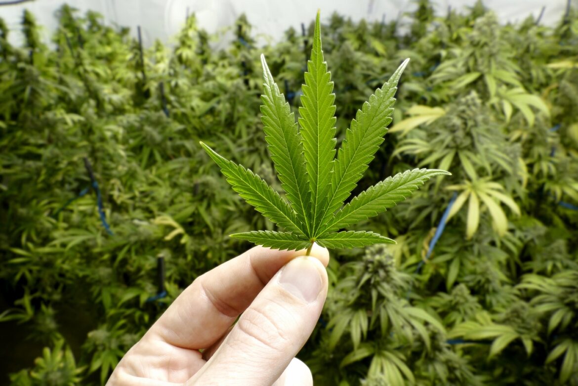 mj-leaf-gettyimages-503076890.jpg