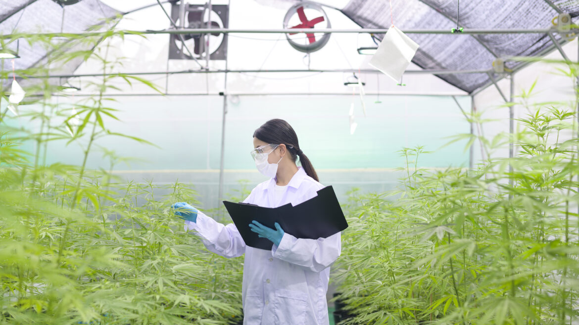 person-working-in-a-cannabis-dispensary.jpg