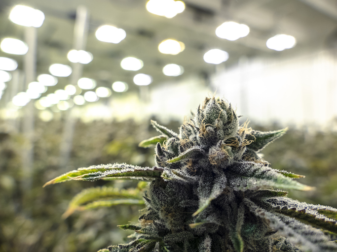 cannabis-commercial-weed-bud-grown-on-plant-under-warehouse-lights.jpg