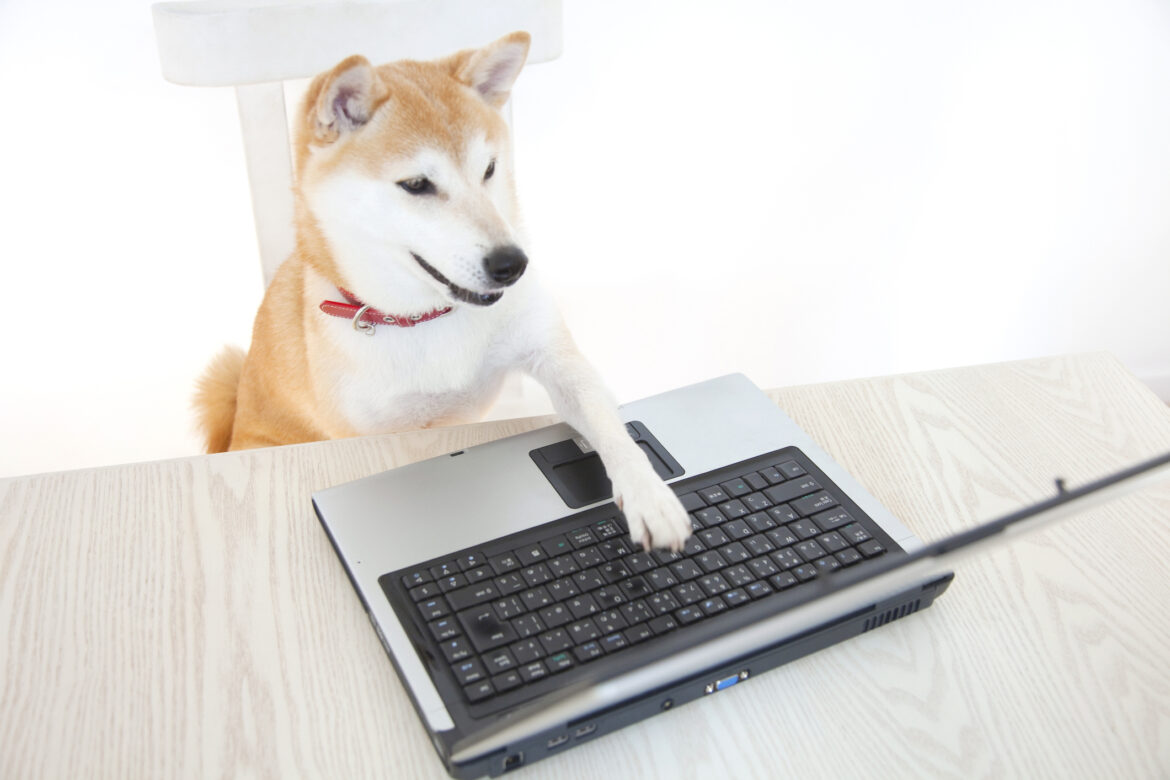 shiba-inu-dog-using-a-pc.jpg
