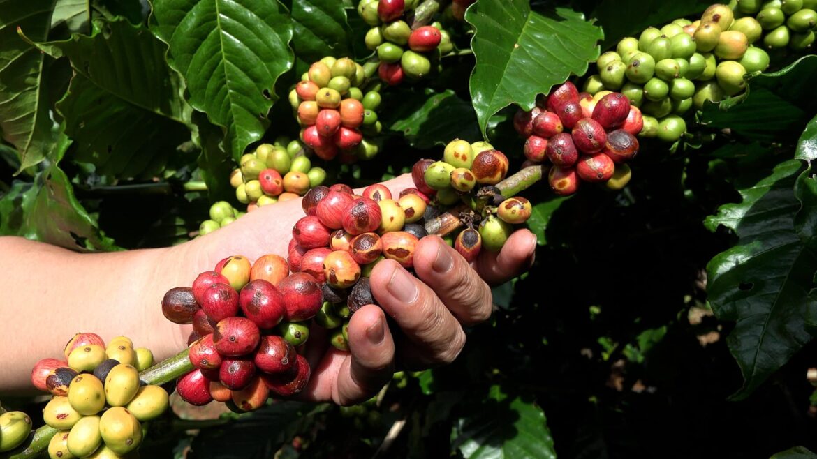 107375011-1708112227219-240212-cn-01-con-nescafe-still1.jpg