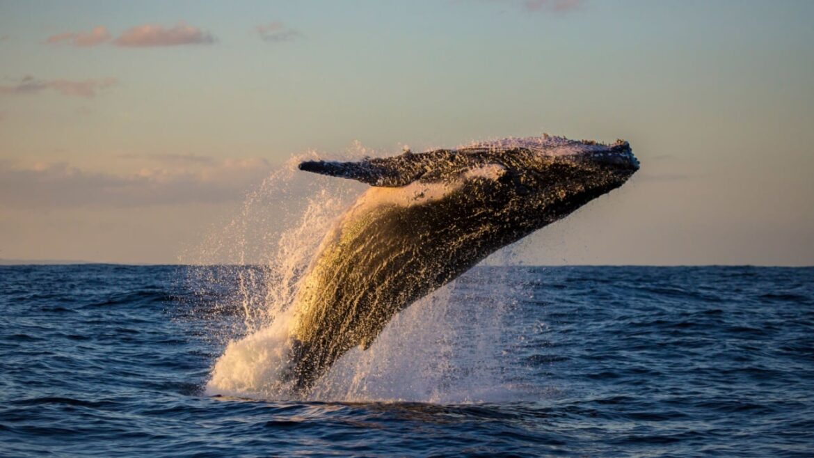 whale_breaching.jpg