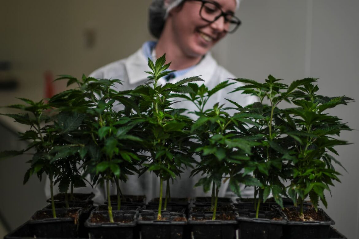 Aurora-leads-Canadian-cannabis-stocks-higher-after-pot-trade-group.jpeg
