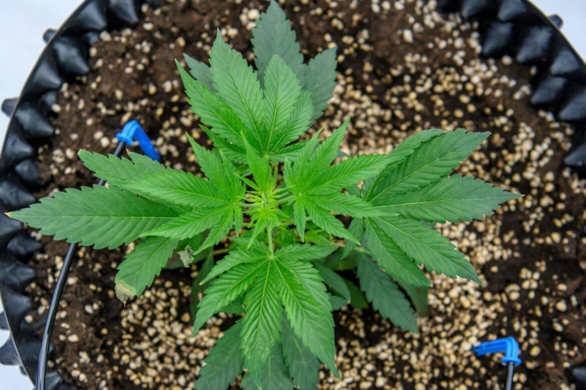Florida-Supreme-Court-OKs-adult-use-cannabis-referendum-for-November-ballot.jpeg